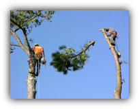 Sebastian Tree Removal Service